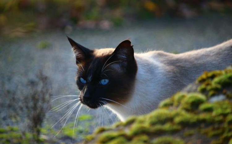 常见10种宠物猫的优缺点你最爱哪种