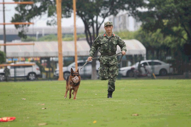 马犬的优点原来有这么多怪不得那么多人养