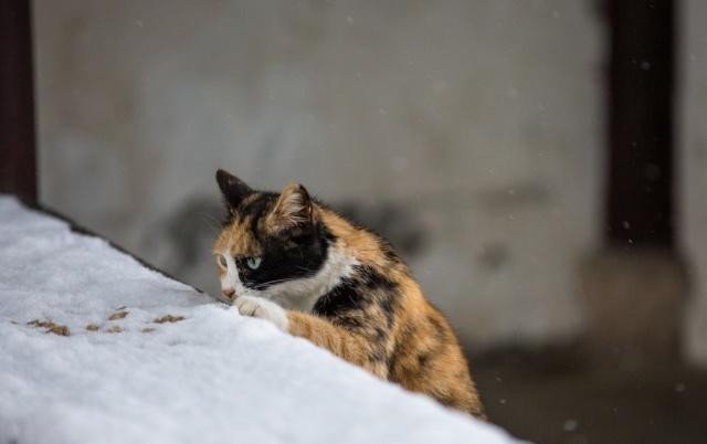 流浪猫绝育以后又给放生了为什么不找人领养