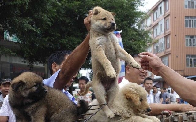 买狗一时爽养狗火葬场：这几种狗劝你不要随便购买