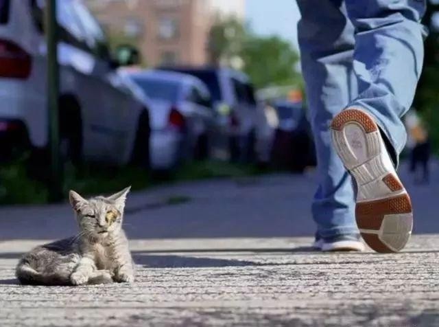 女子盯上一只流浪猫回家找老公帮忙捉猫老公的做法真是太暖了