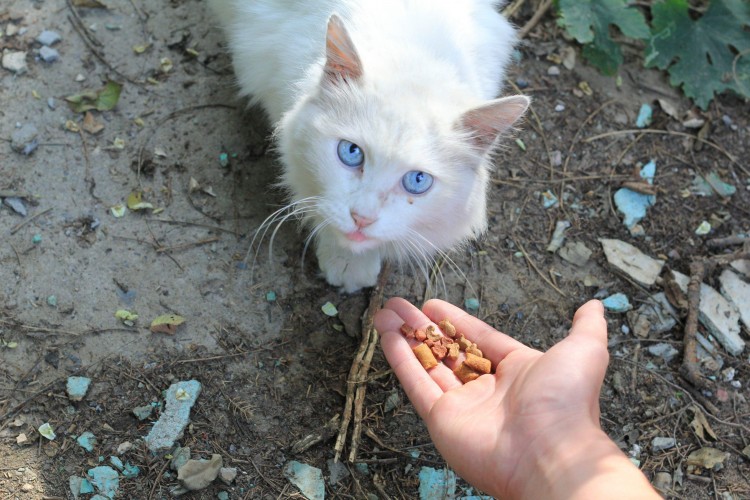 土耳其安哥拉猫吃什么猫粮好呢