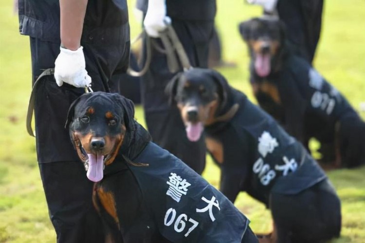 小偷很害怕的6种狗看到就不敢进门看家首选