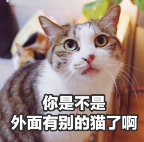 为何“野猫”不能带回家养？这是一个现实的原因