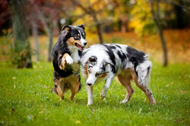 不多见的澳大利亚牧羊犬比边牧性子沉稳你更喜欢谁