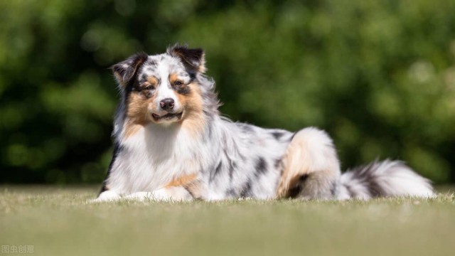 不多见的澳大利亚牧羊犬比边牧性子沉稳你更喜欢谁