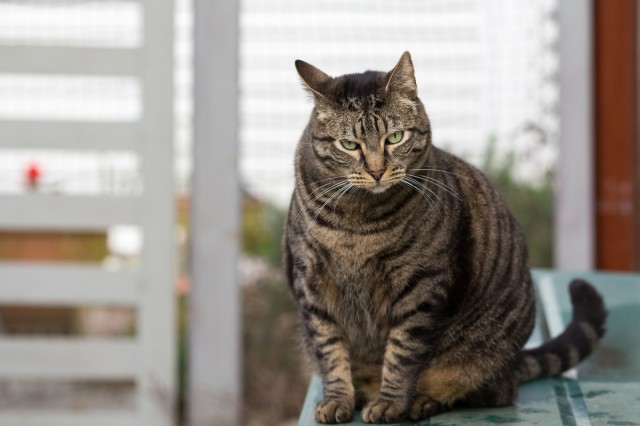 我国特有的狸花猫那么忠诚为什么越来越多的人瞧不上狸花猫